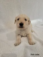 Clove, a female Golden Retriever for sale in Walhalla, SC – Photo 2 of 4