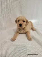 Rogue, a female Golden Retriever for sale in Walhalla, SC – Photo 2 of 4
