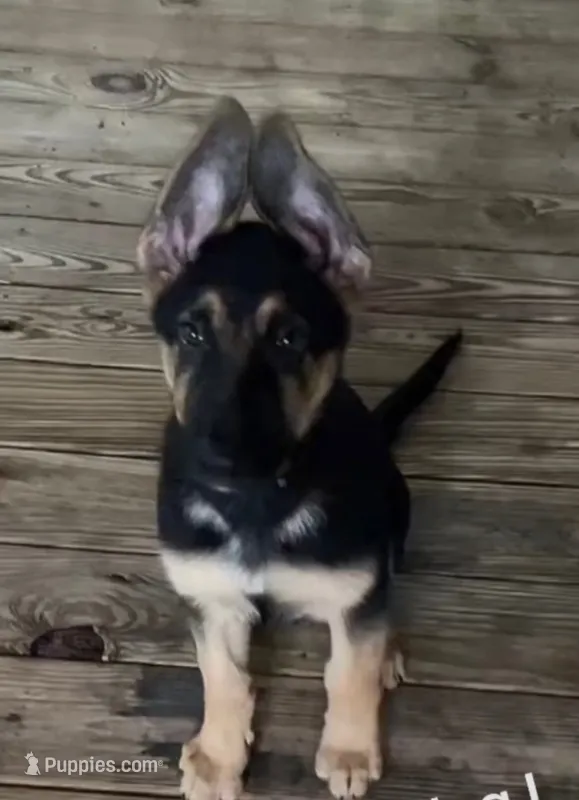 Carter – German Shepherd Dog puppy for sale in Tallahassee, FL