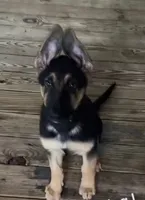 Carter, a male German Shepherd Dog for sale in Tallahassee, FL – 1 of 1