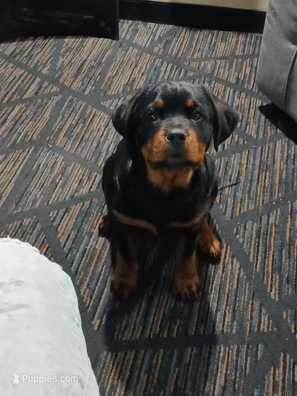 Stella Bella, a female Rottweiler for sale in Council Bluffs, IA – Photo 1 of 3