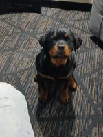 Stella Bella, a female Rottweiler for sale in Council Bluffs, IA – Photo 1 of 3