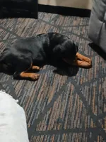 Stella Bella, a female Rottweiler for sale in Council Bluffs, IA – Photo 3 of 3