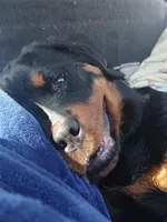 Stella Bella, a female Rottweiler for sale in Council Bluffs, IA – Photo 2 of 3