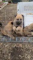Bruce Jr, a male Belgian Malinois and German Shepherd Dog for sale in Olympia Fields, IL – 2 of 9