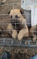 Bruce Jr, a male Belgian Malinois and German Shepherd Dog for sale in Olympia Fields, IL – 3 of 9