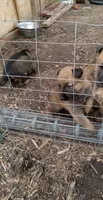 Twinkie Male, a male Belgian Malinois and German Shepherd Dog for sale in Olympia Fields, IL – 3 of 10