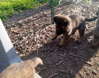 Cup cake, a male Belgian Malinois and German Shepherd Dog for sale in Olympia Fields, IL – 2 of 10