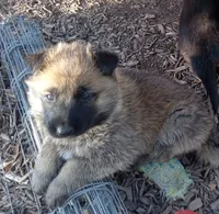Cinnamon Bun, a male Belgian Malinois and German Shepherd Dog for sale in Olympia Fields, IL – 1 of 9