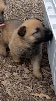 Twinkie Male, a male Belgian Malinois and German Shepherd Dog for sale in Olympia Fields, IL – 2 of 10