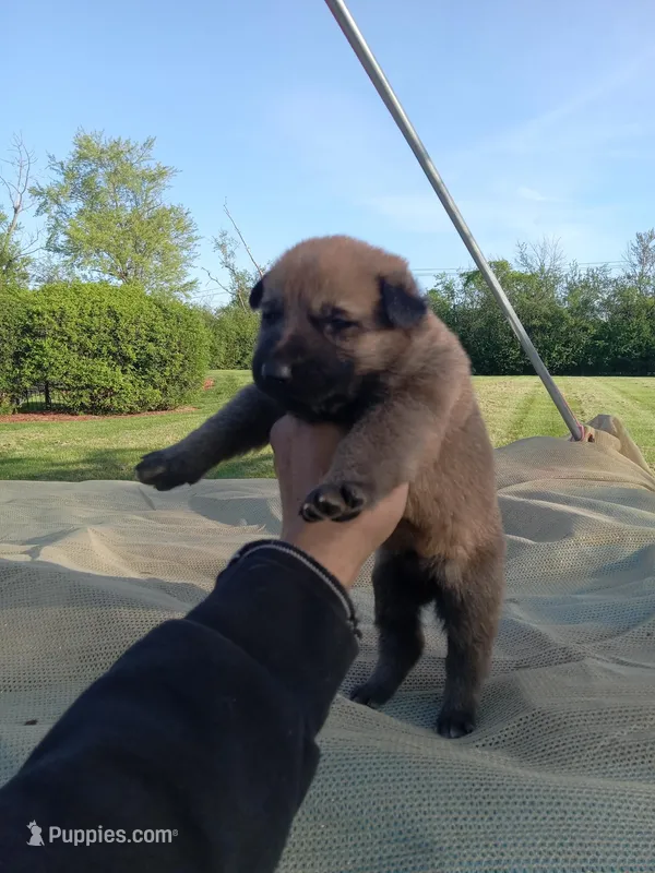 Brown male – Belgian Malinois, German Shepherd Dog puppy for sale in Olympia Fields, IL