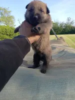 Brown male, a male Belgian Malinois and German Shepherd Dog for sale in Olympia Fields, IL – Photo 2 of 2