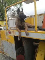 Cinnamon Bun, a male Belgian Malinois and German Shepherd Dog for sale in Olympia Fields, IL – 7 of 9