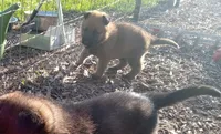 Twinkie female, a female Belgian Malinois and German Shepherd Dog for sale in Olympia Fields, IL – 2 of 10