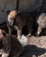 Twinkie Male, a male Belgian Malinois and German Shepherd Dog for sale in Olympia Fields, IL – 4 of 10