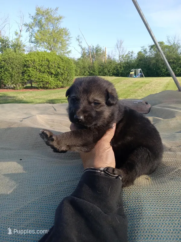 Black female – Belgian Malinois, German Shepherd Dog puppy for sale in Olympia Fields, IL