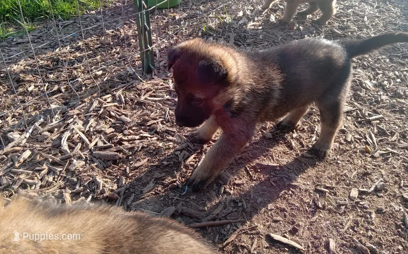 Cup cake – Belgian Malinois, German Shepherd Dog puppy for sale in Olympia Fields, IL