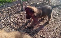 Cup cake, a male Belgian Malinois and German Shepherd Dog for sale in Olympia Fields, IL – 1 of 10