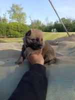 Brown male, a male Belgian Malinois and German Shepherd Dog for sale in Olympia Fields, IL – Photo 2 of 2