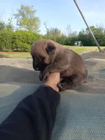 Brown male, a male Belgian Malinois and German Shepherd Dog for sale in Olympia Fields, IL – Photo 1 of 2
