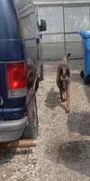 Twinkie Male, a male Belgian Malinois and German Shepherd Dog for sale in Olympia Fields, IL – 10 of 10