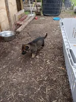 Cup cake, a male Belgian Malinois and German Shepherd Dog for sale in Olympia Fields, IL – 4 of 10