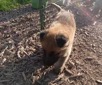 Twinkie female, a female Belgian Malinois and German Shepherd Dog for sale in Olympia Fields, IL – 3 of 10