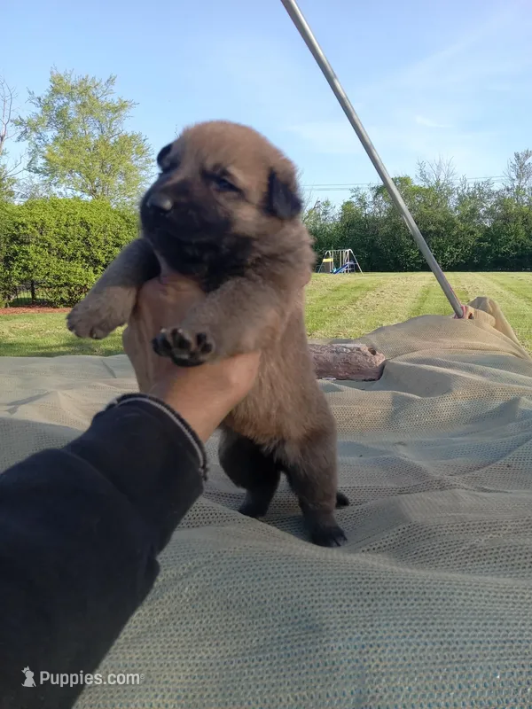 Brown male – Belgian Malinois, German Shepherd Dog puppy for sale in Olympia Fields, IL
