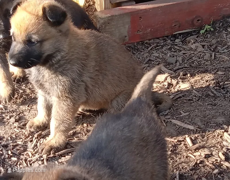Twinkie Male – Belgian Malinois, German Shepherd Dog puppy for sale in Olympia Fields, IL