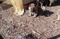 Cinnamon Bun, a male Belgian Malinois and German Shepherd Dog for sale in Olympia Fields, IL – 2 of 9