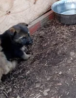 Storm, a male Belgian Malinois and German Shepherd Dog for sale in Olympia Fields, IL – 2 of 8