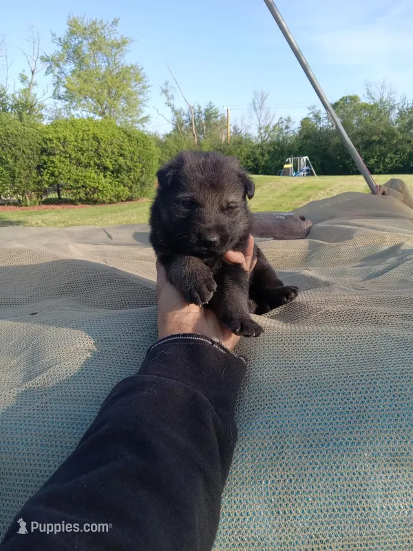 Black male – Belgian Malinois, German Shepherd Dog puppy for sale in Olympia Fields, IL