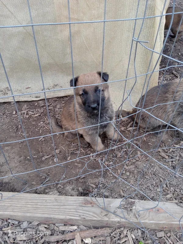 Twinkie female – Belgian Malinois, German Shepherd Dog puppy for sale in Olympia Fields, IL
