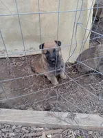 Twinkie female, a female Belgian Malinois and German Shepherd Dog for sale in Olympia Fields, IL – 1 of 10