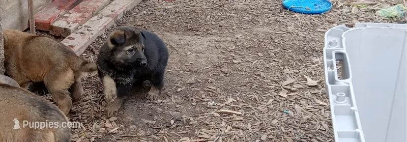Suzy Q – Belgian Malinois, German Shepherd Dog puppy for sale in Olympia Fields, IL