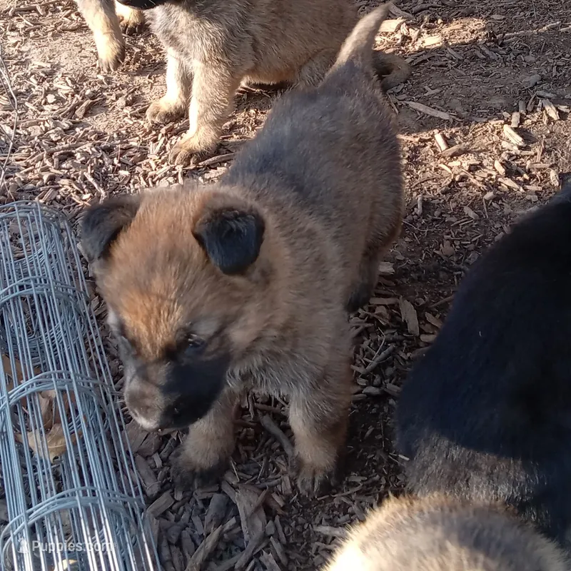 Bruce Jr – Belgian Malinois, German Shepherd Dog puppy for sale in Olympia Fields, IL