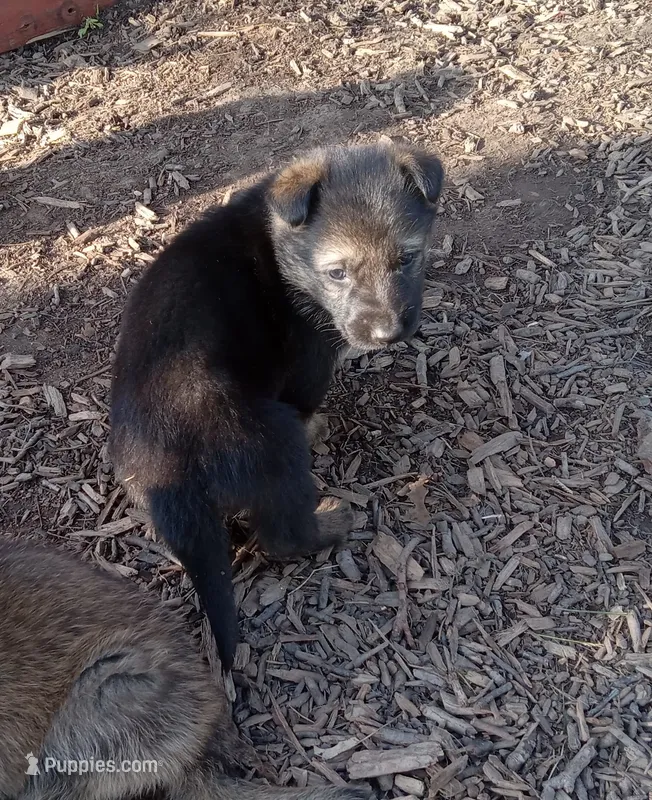Storm – Belgian Malinois, German Shepherd Dog puppy for sale in Olympia Fields, IL