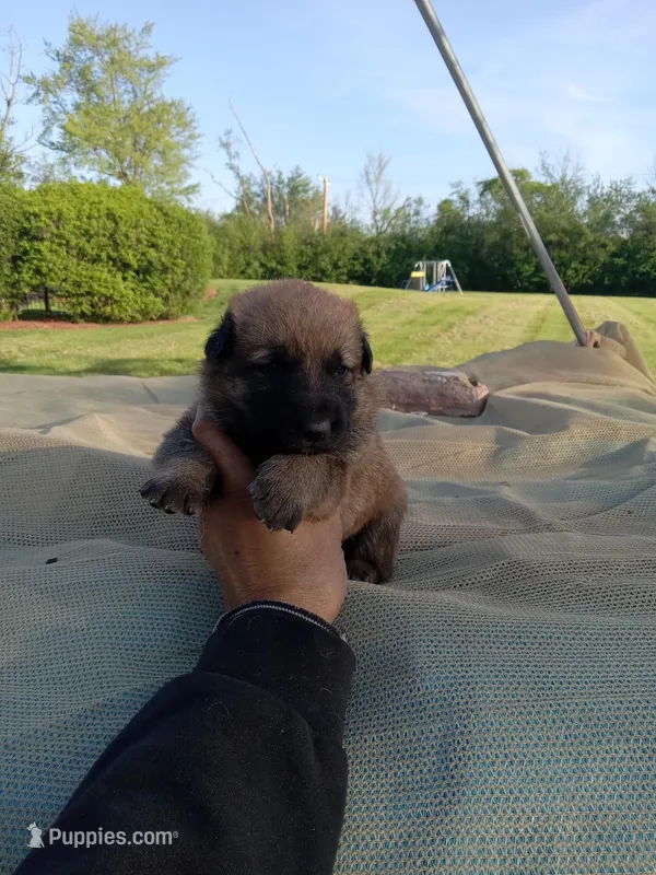 Brown female – Belgian Malinois, German Shepherd Dog puppy for sale in Olympia Fields, IL