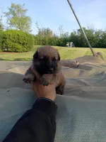 Twinkie female, a female Belgian Malinois and German Shepherd Dog for sale in Olympia Fields, IL – 5 of 10