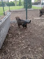 Cup cake, a male Belgian Malinois and German Shepherd Dog for sale in Olympia Fields, IL – 3 of 10