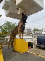 Bruce Jr, a male Belgian Malinois and German Shepherd Dog for sale in Olympia Fields, IL – 6 of 9