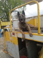 Bruce Jr, a male Belgian Malinois and German Shepherd Dog for sale in Olympia Fields, IL – 8 of 9