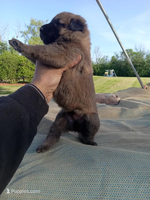 Brown male – Belgian Malinois, German Shepherd Dog puppy for sale in Olympia Fields, IL