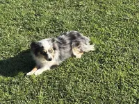 Koda, a female Toy Australian Shepherd for sale in Oakdale, CA – Photo 3 of 10