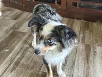 Koda, a female Toy Australian Shepherd for sale in Oakdale, CA – Photo 5 of 10