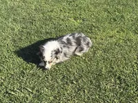 Koda, a female Toy Australian Shepherd for sale in Oakdale, CA – Photo 6 of 10