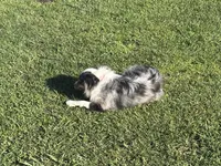 Koda, a female Toy Australian Shepherd for sale in Oakdale, CA – Photo 8 of 10