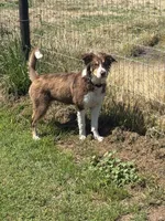 Josie, a female Australian Shepherd for sale in Oakdale, CA – 2 of 5