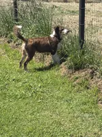 Josie, a female Australian Shepherd for sale in Oakdale, CA – 4 of 5