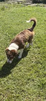 Josie, a female Australian Shepherd for sale in Oakdale, CA – 3 of 5